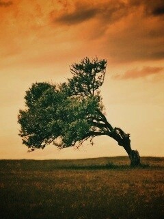 Склоненное дерево обои