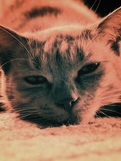 Кошара обои