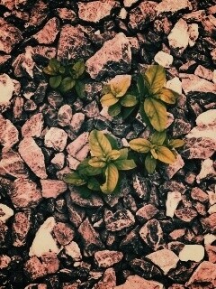 Цветы среди камней обои