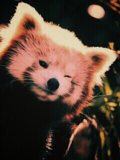 Красная панда подмигивает обои