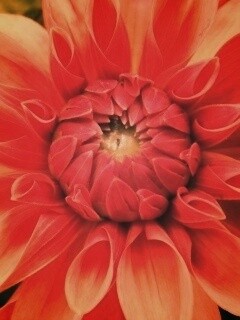 Аленький цветочек обои