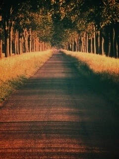 Живописная аллея обои