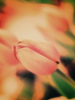 Красивый тюльпан обои