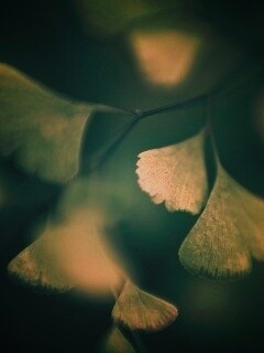 Дикие зеленые листья обои