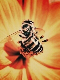 Пчела на цветке обои