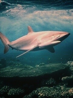 Акула в море обои