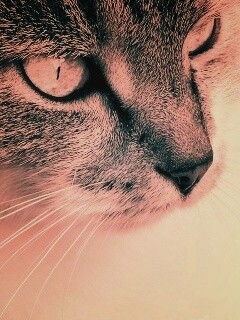 Очень красивый кот обои