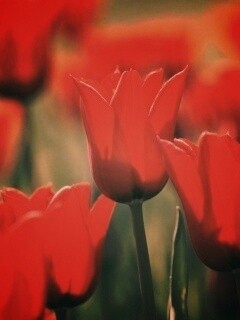 Красные цветы обои