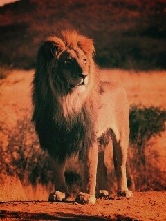 Царь зверей обои