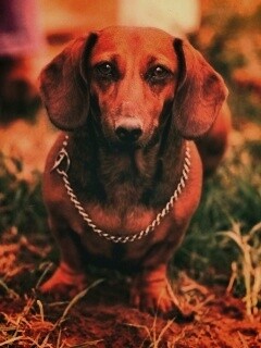 Рыжая такса обои