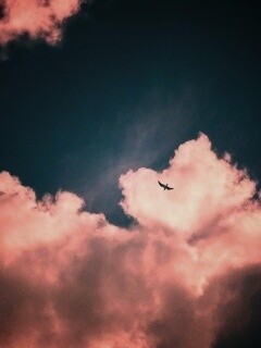 Птица в небе обои