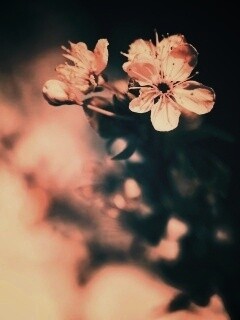 Цветок вишни обои