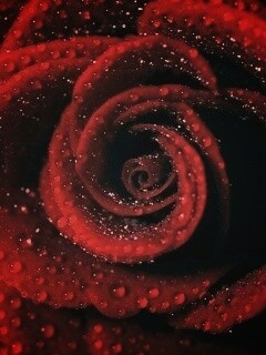 Красная роза обои