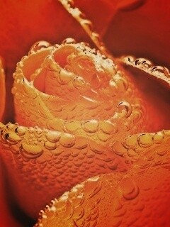 Мокрый желтый цветок обои