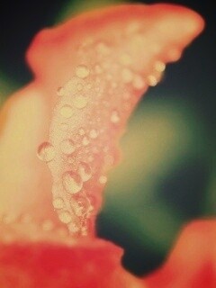 Капли росы на лепестке обои