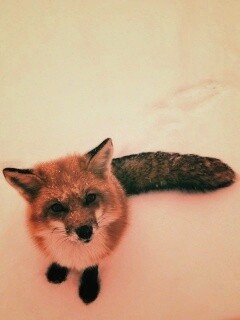 Firefox натуральный обои