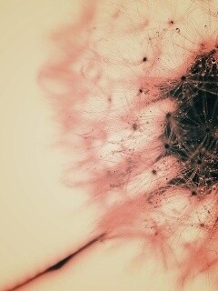 Одуванчик  обои