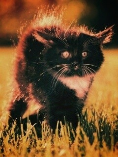 Кот воитель обои