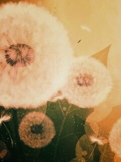 Одуванчики обои