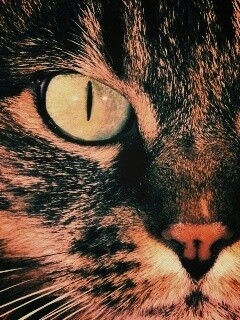 Кошачья морда обои