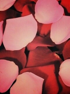 Розовые и красные лепестки обои