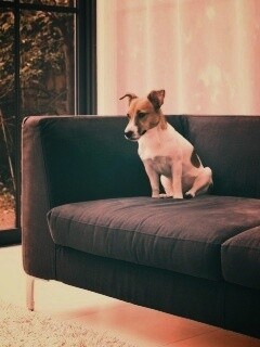 Пес на диване обои