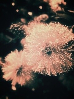 Сказочный цветок обои