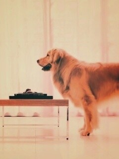 Лабрадор Ретривер обои