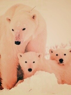 Белые медведи обои