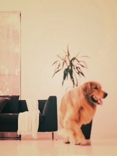 Собака в быту обои