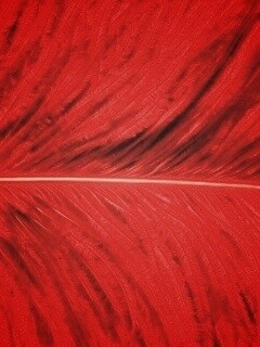 Перо попугая обои