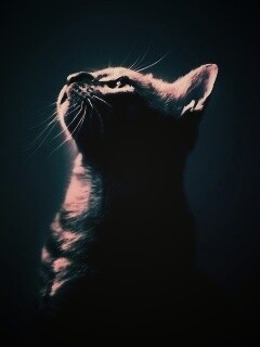 Ночной хищник обои