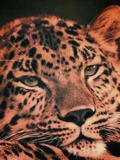 Злопасный ягуляр обои