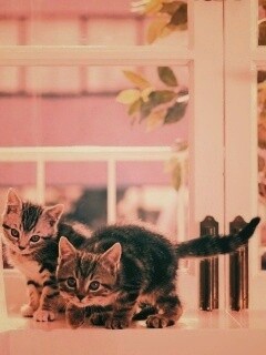 Милые котята обои