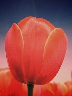 Тюльпан обои