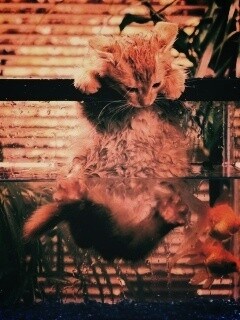 Мокрая киска обои