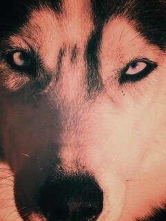 Собака с голубыми глазами обои