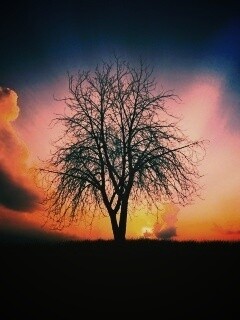 Дерево на закате обои