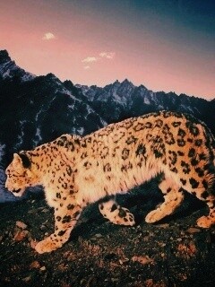 Леопард обои