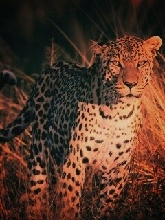 Леопард на охоте обои