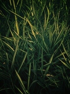 Дикая трава обои