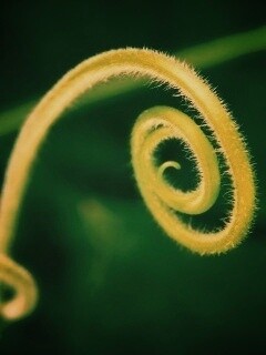 Завитушка растения обои