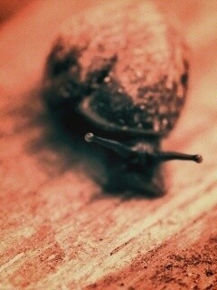 Улитка на ветке обои