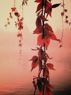 Ветви красного дерева обои