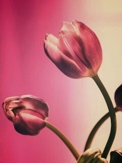 Сиреневые цветы обои