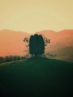 Деревья на холме обои