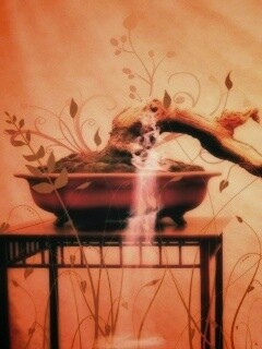 Карликовое дерево обои