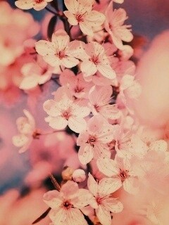 Цветение вишни обои