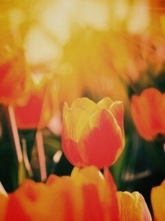 Солнечные тюльпаны обои