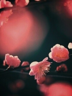 Цветущая вишня обои